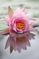 canvas-print-lotus