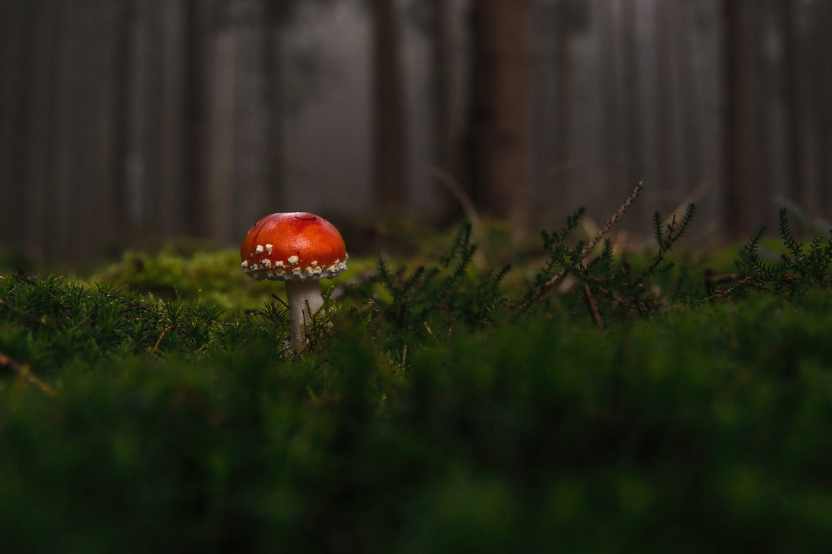 3-piece-canvas-print-a-mushroom-in-the-forest