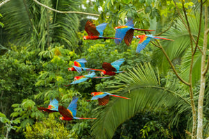 3-piece-canvas-print-flock-of-macaws-in-the-amazon-rainforest