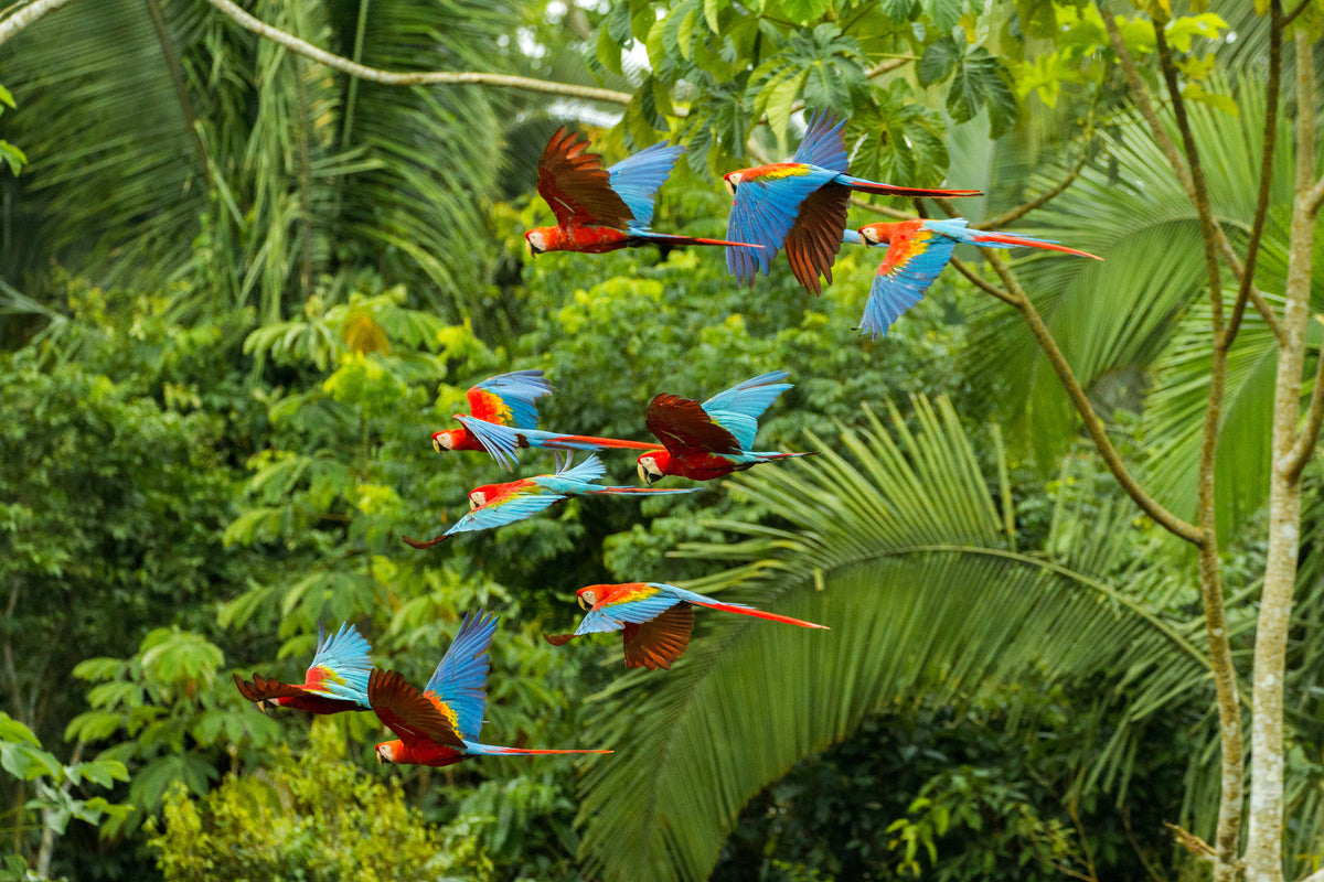 3-piece-canvas-print-flock-of-macaws-in-the-amazon-rainforest