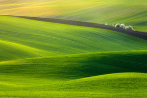 aluminium-print-spring-time-x