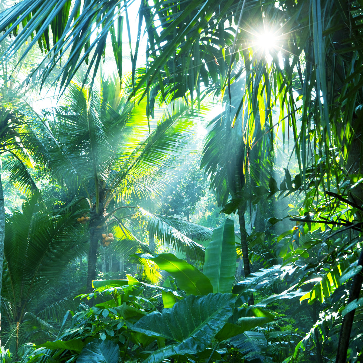 4-piece-canvas-print-in-tropical-forest