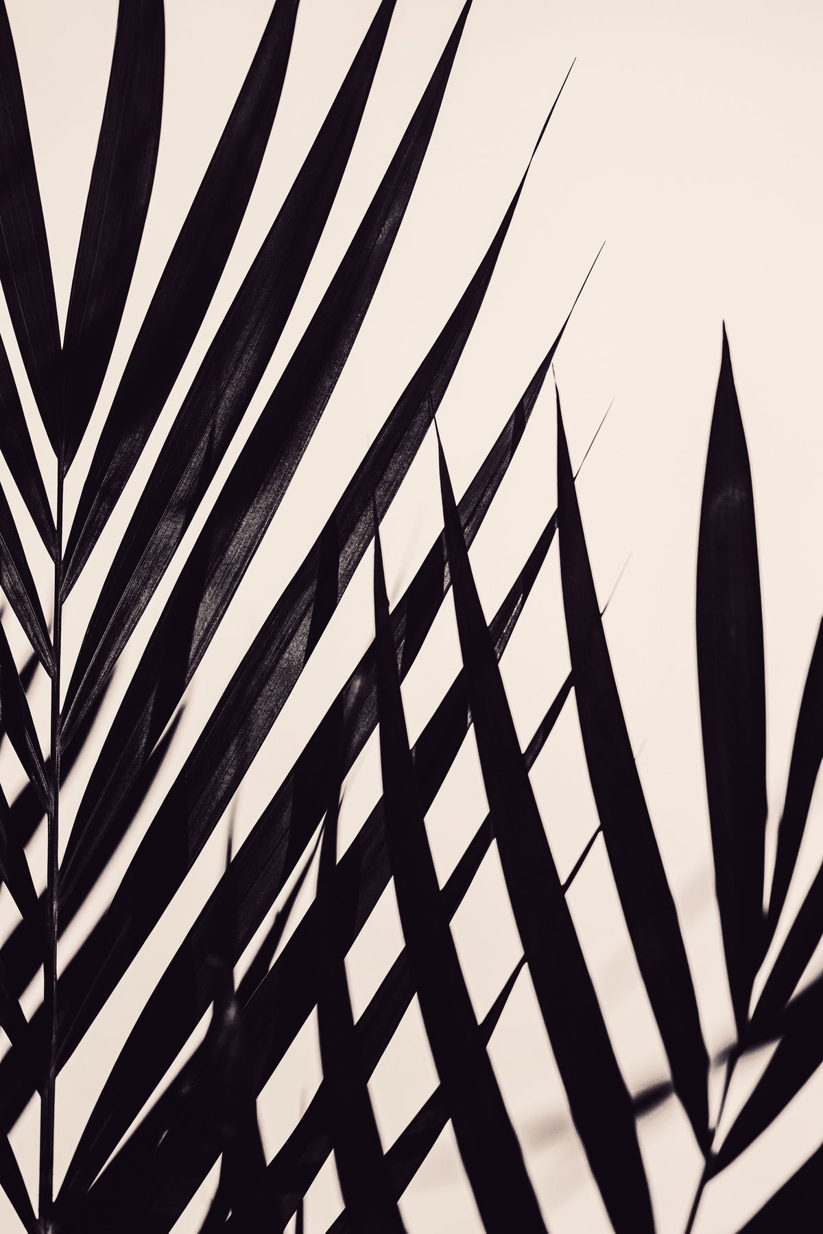 framedcanvas-print-guldpalm-black