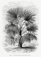 canvas-print-vintage-palm-tree-drawing-xi