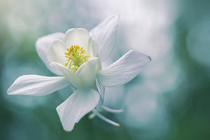 framedposter-print-purity-xbj