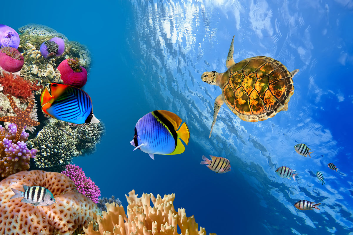 framedcanvas-print-fish-in-the-water