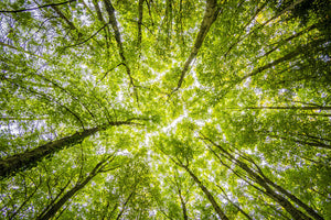 framedposter-print-under-the-treetops