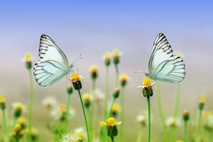 framedcanvas-print-2-butterflies