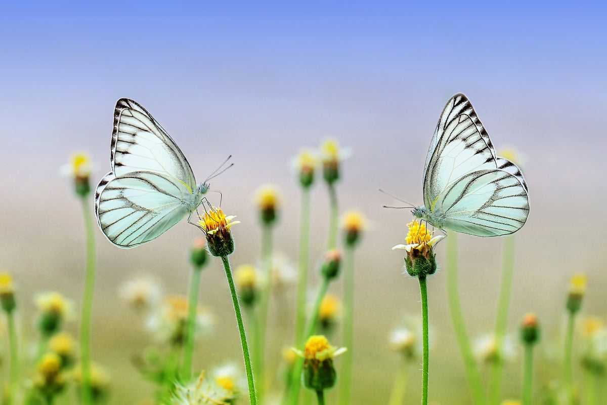 framedcanvas-print-2-butterflies