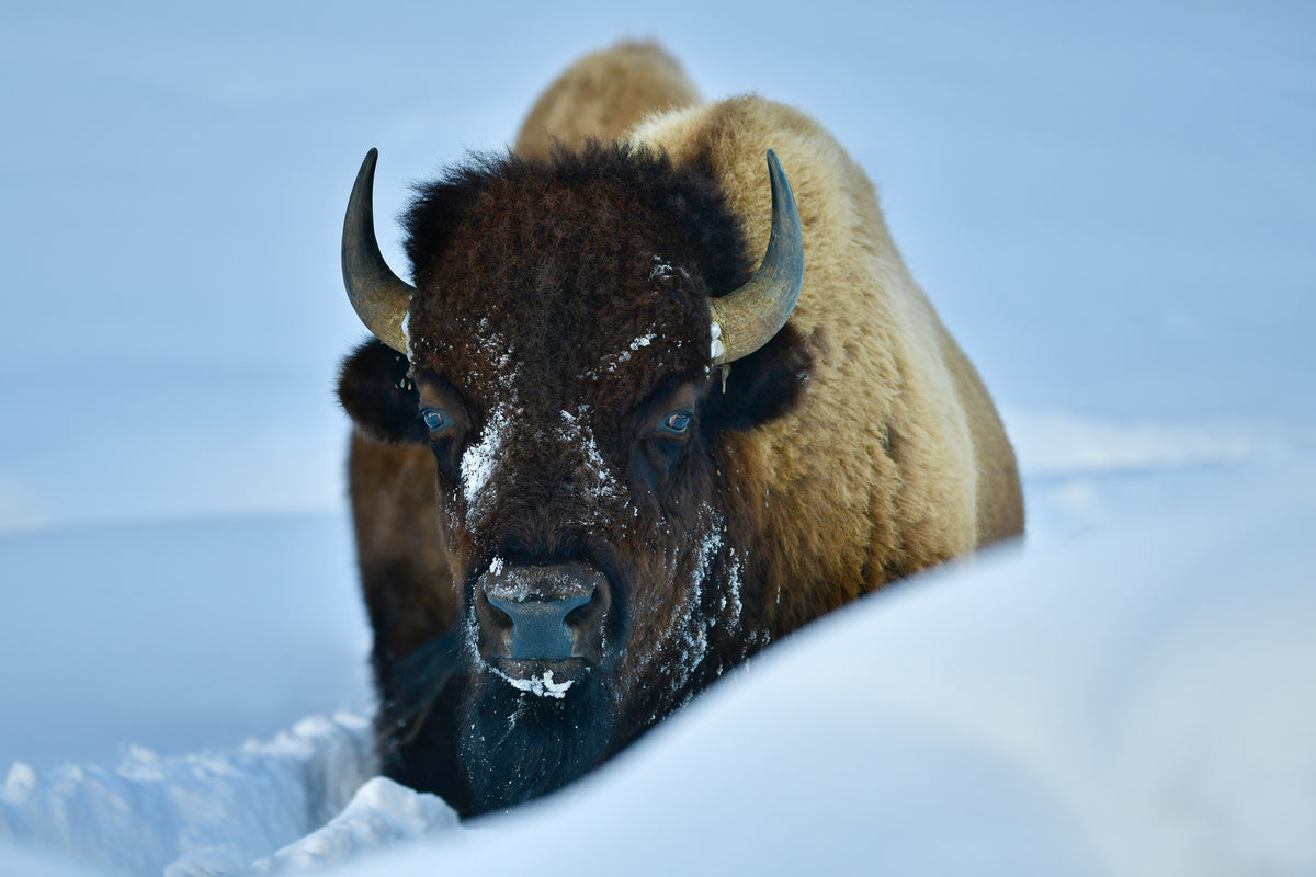 acrylic-print-winter-bison