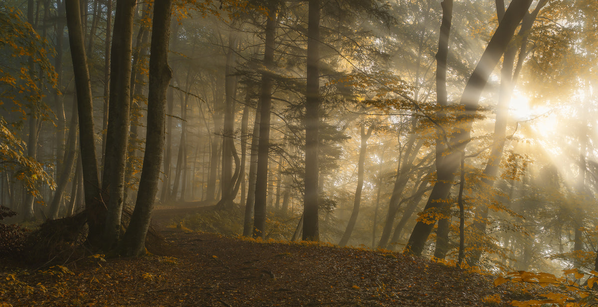 poster-print-forest-light
