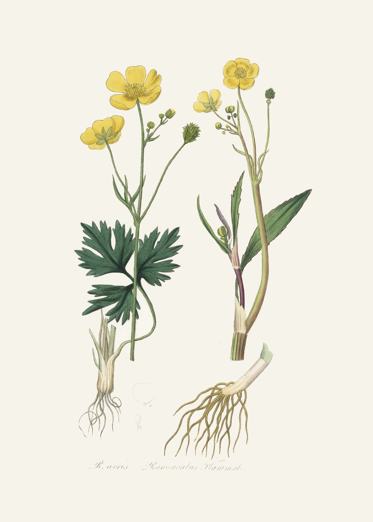 acrylic-print-lesser-spearwort-ranunculus-flammula-medical-botany