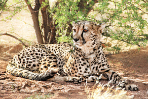 canvas-print-sun-cheetah