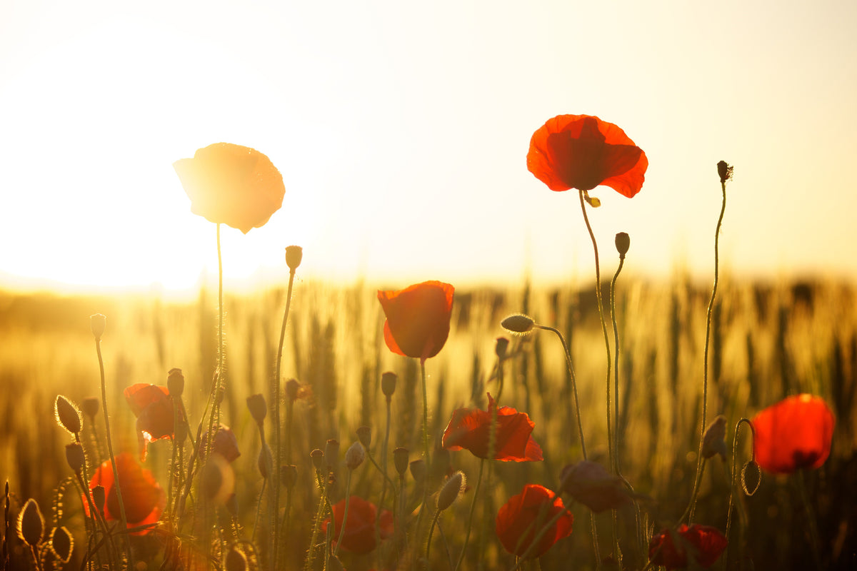 canvas-print-poppy-in-the-sunset