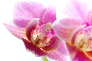 aluminium-print-magnificent-phalaenopsis