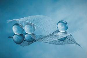 framedposter-print-dry-leaf-and-bubbles-x
