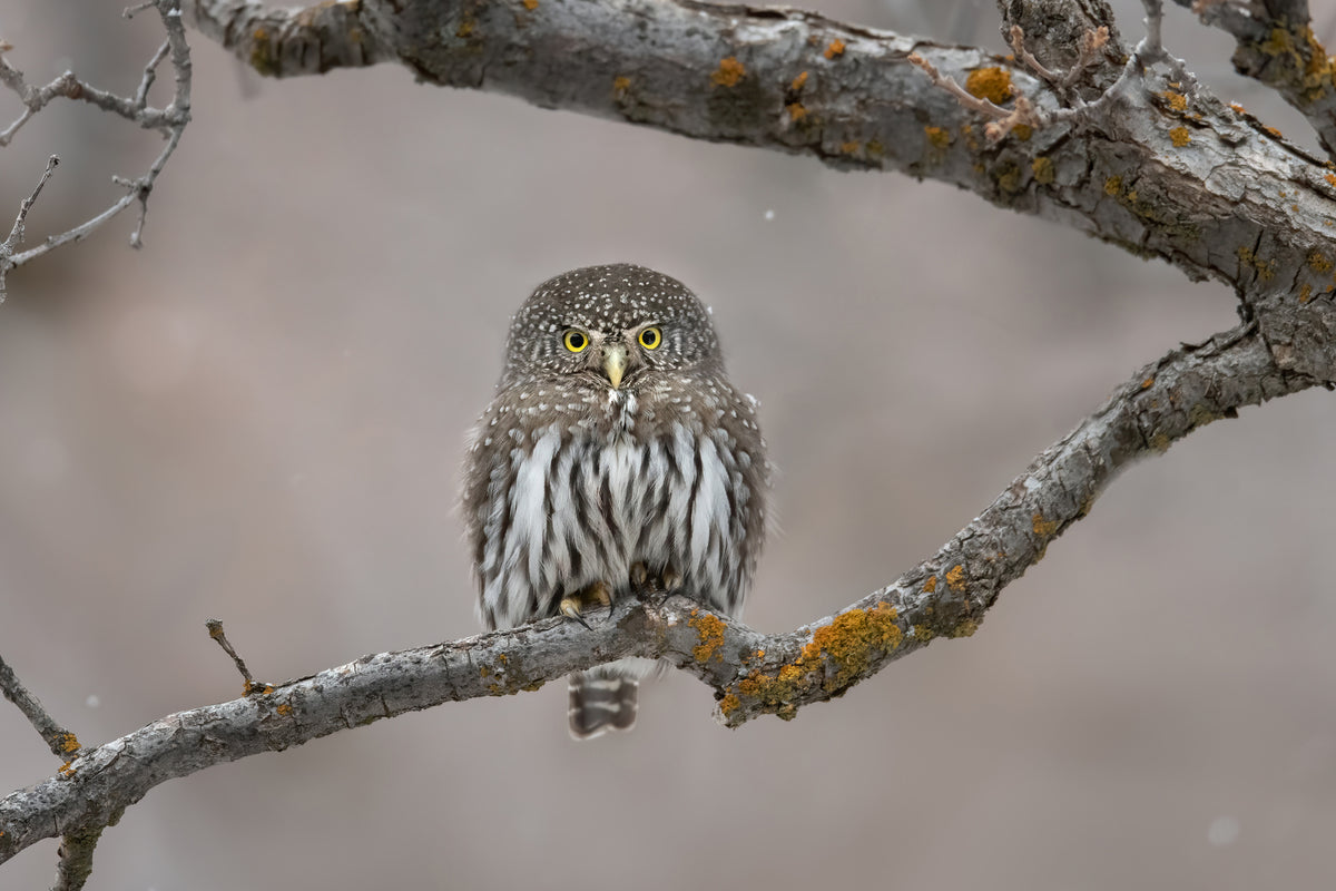 canvas-print-little-guy-in-the-snow-x