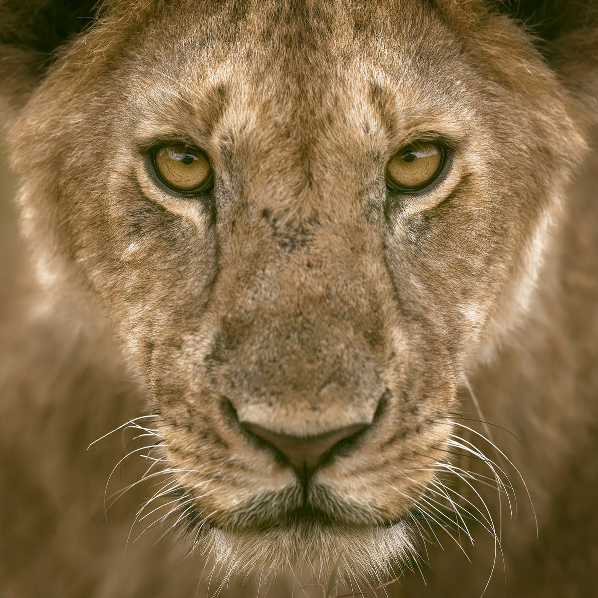 canvas-print-contact-eyes-x