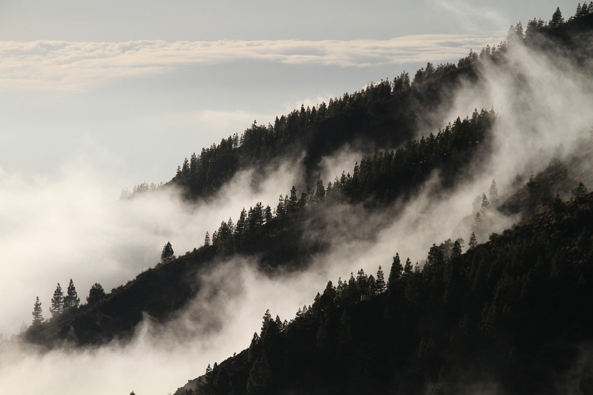3-piece-canvas-print-fog-in-the-woods