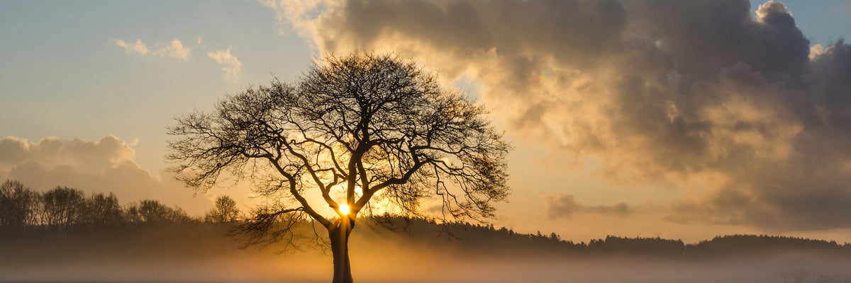 panoramic-canvas-print-a-lonely-tree-panorama