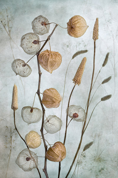 poster-print-stille-botanica