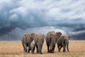 framedposter-print-elephant-walk-x