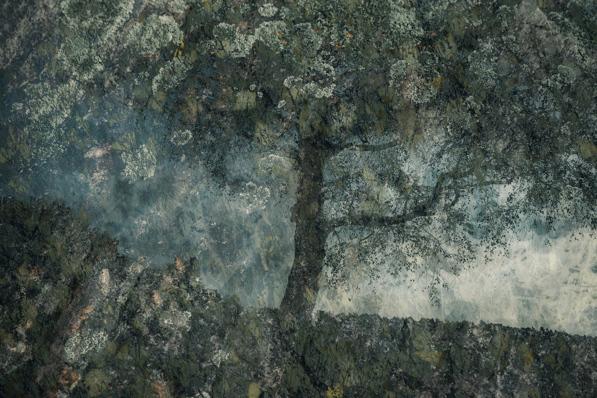 aluminium-print-rocks-and-a-tree