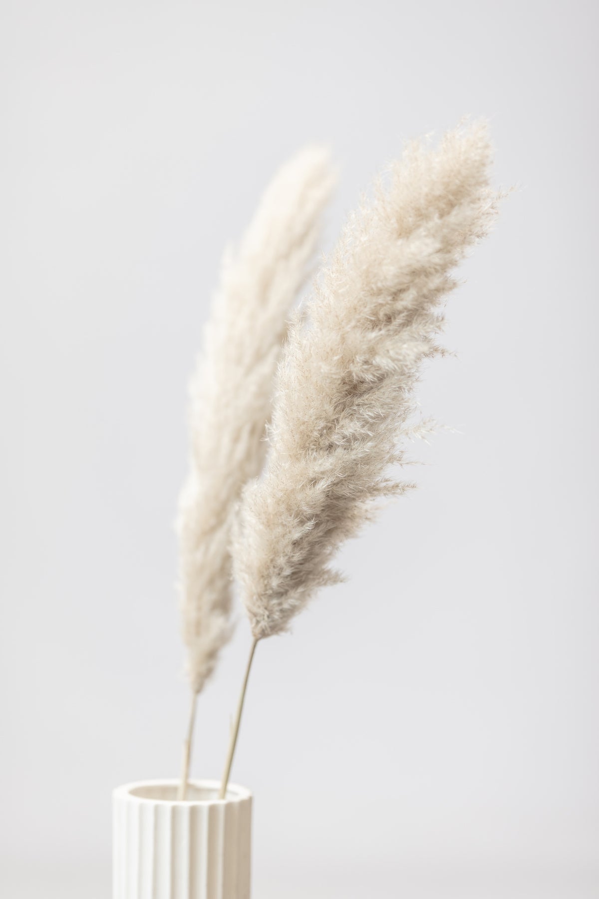 framedposter-print-pampas-grass-grey-11