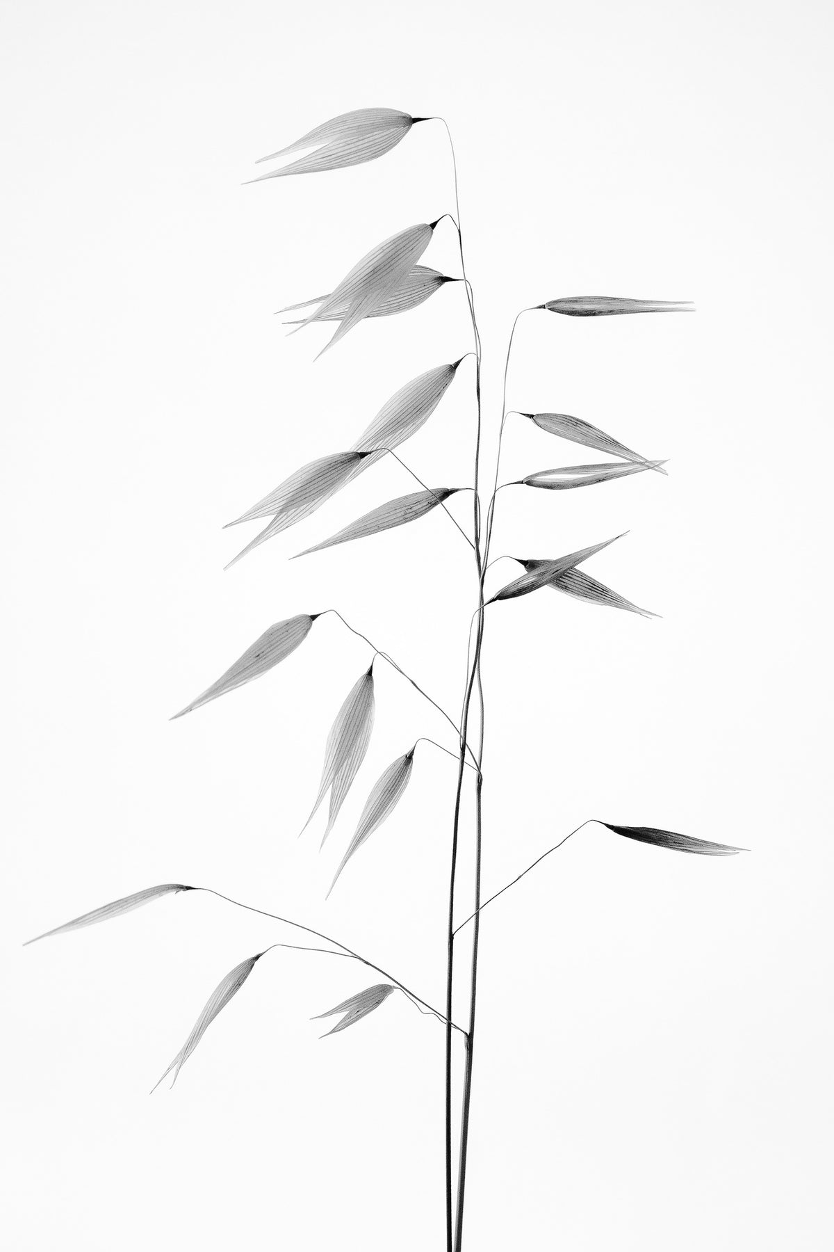 framedposter-print-sharpness-of-the-nature-x