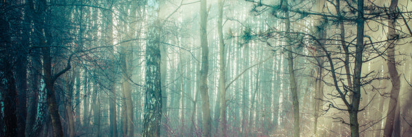 panoramic-poster-print-pinewood-panorama