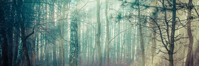panoramic-poster-print-pinewood-panorama