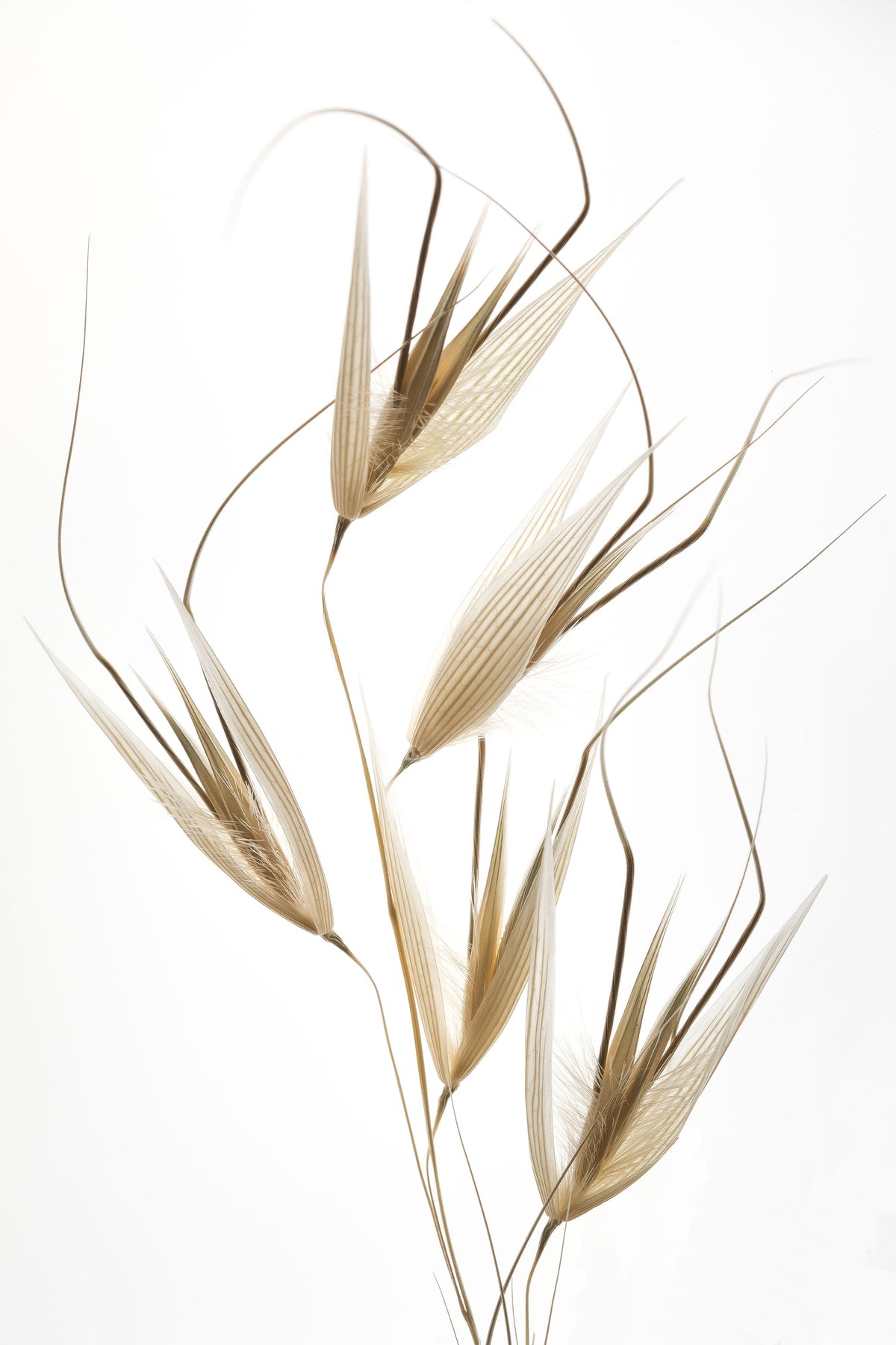canvas-print-delicacy-of-nature