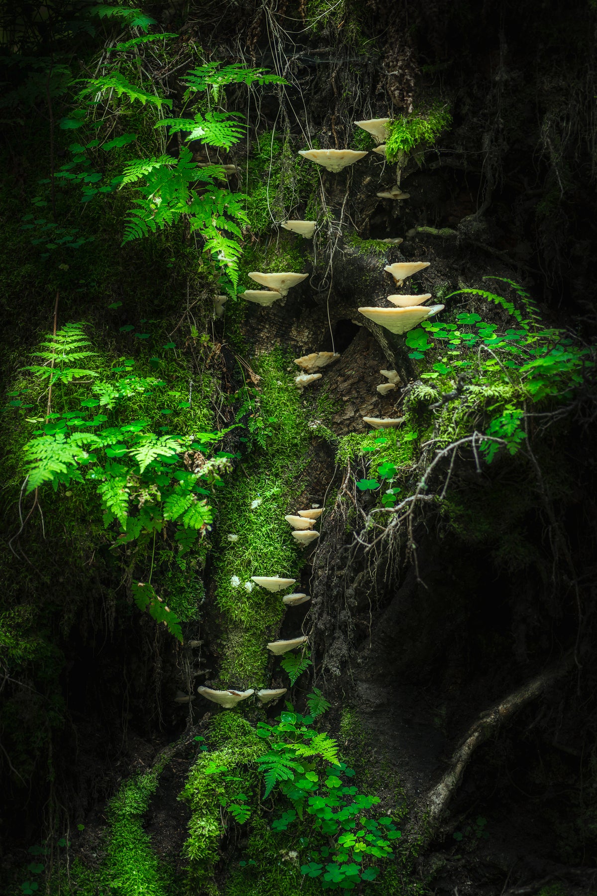 canvas-print-mushroom-wall