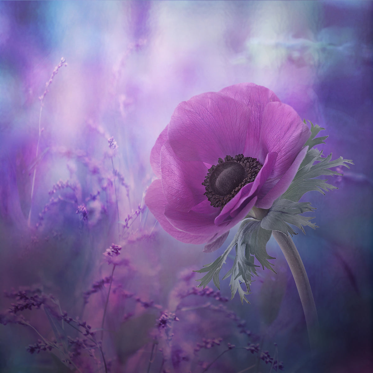canvas-print-ecstasy-x