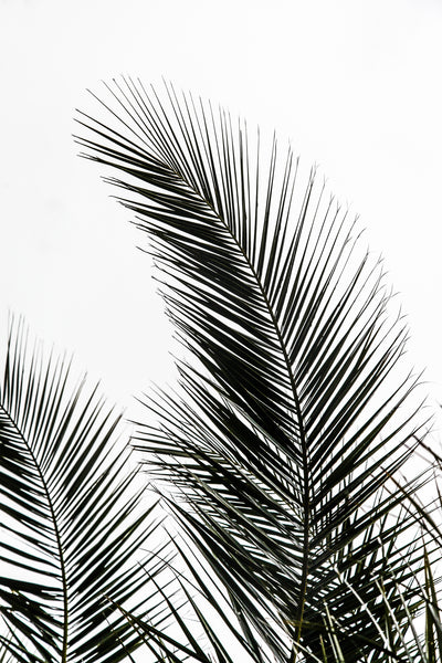 poster-print-palm-leaves-1-0u2gz