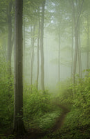 canvas-print-spring-awakening