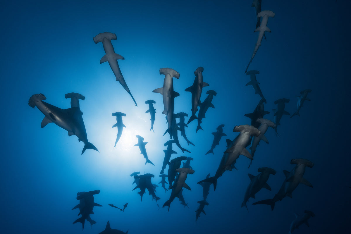 modern-3-piece-aluminium-print-hammerhead-sharks-in-the-light