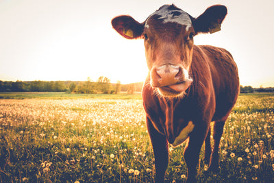 poster-print-cow-on-buttercup-meadow