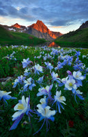 canvas-print-blue-columbine-paradise