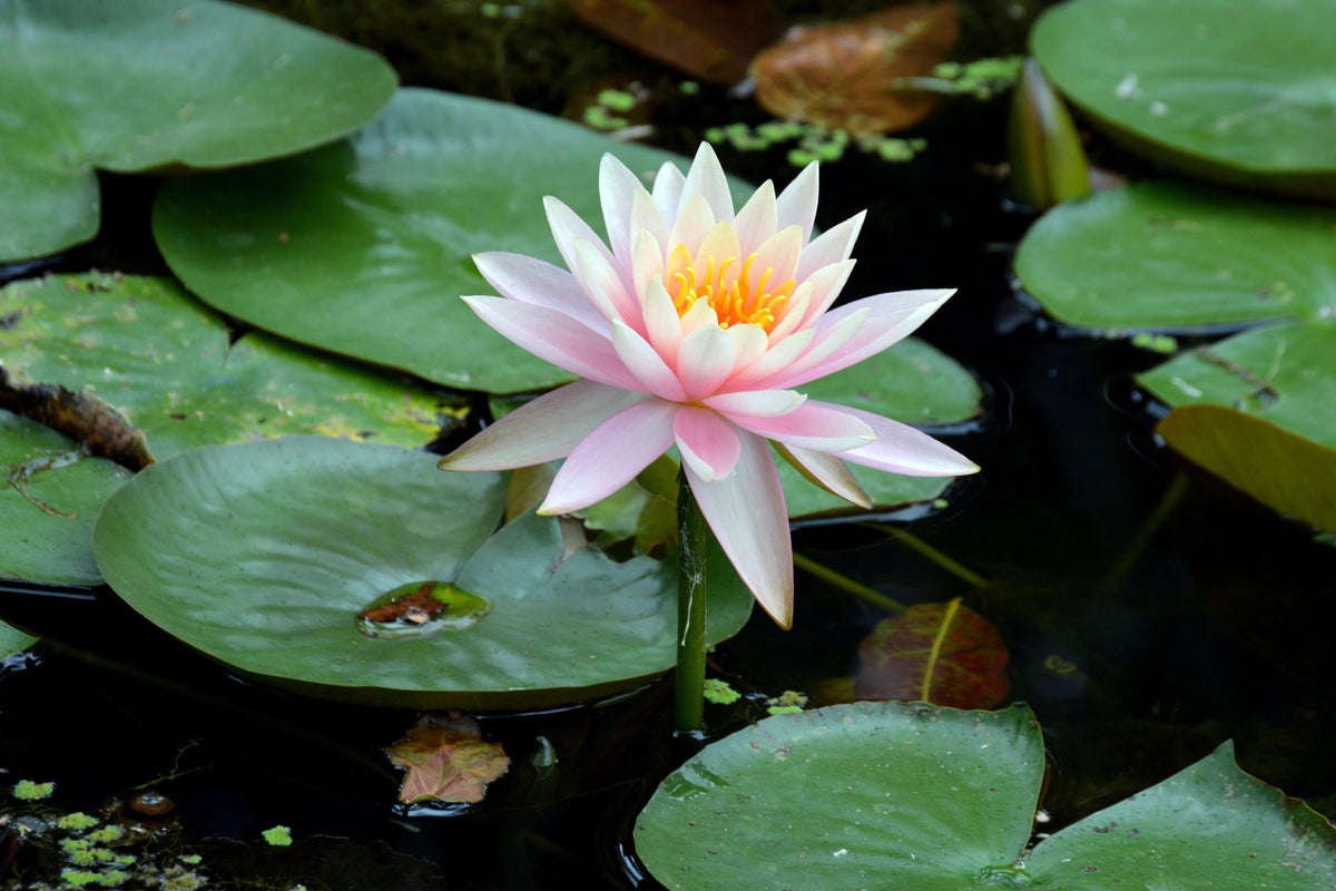 framedposter-print-the-proud-water-lily