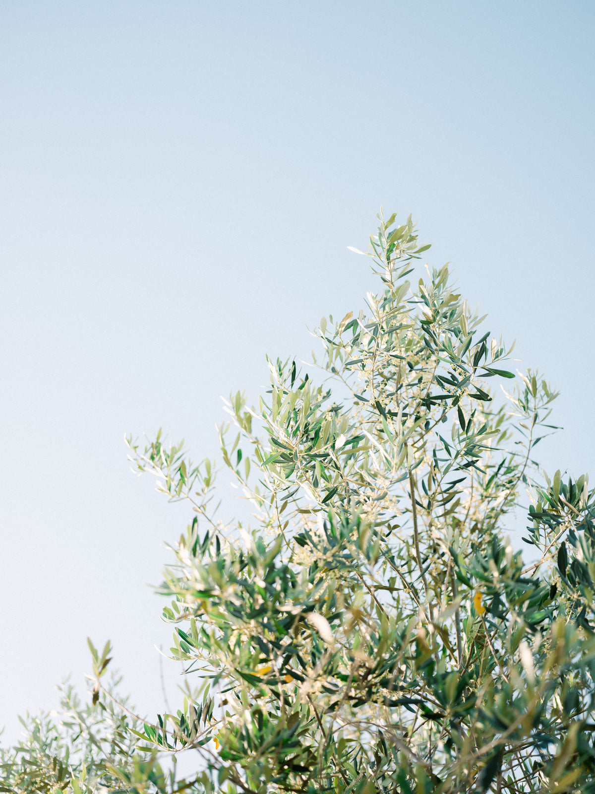 acrylic-print-olives-in-ostuni-italy-travel-photography-2