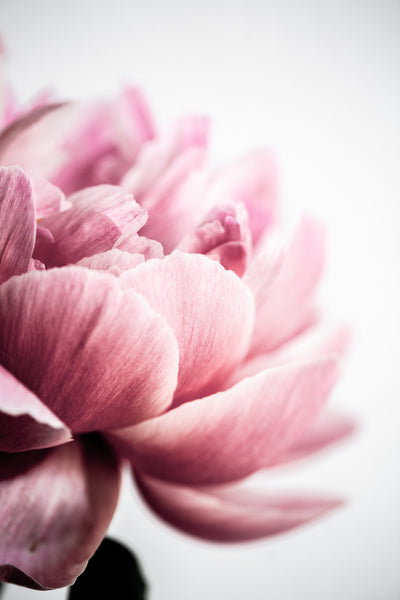 poster-print-peony-1-46xez