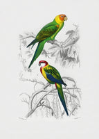 poster-print-birds