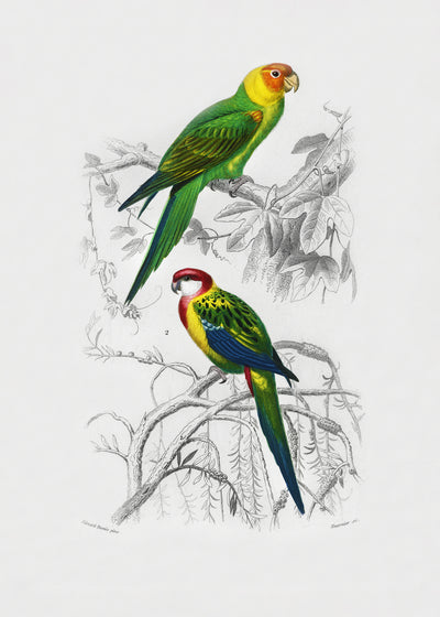 poster-print-birds