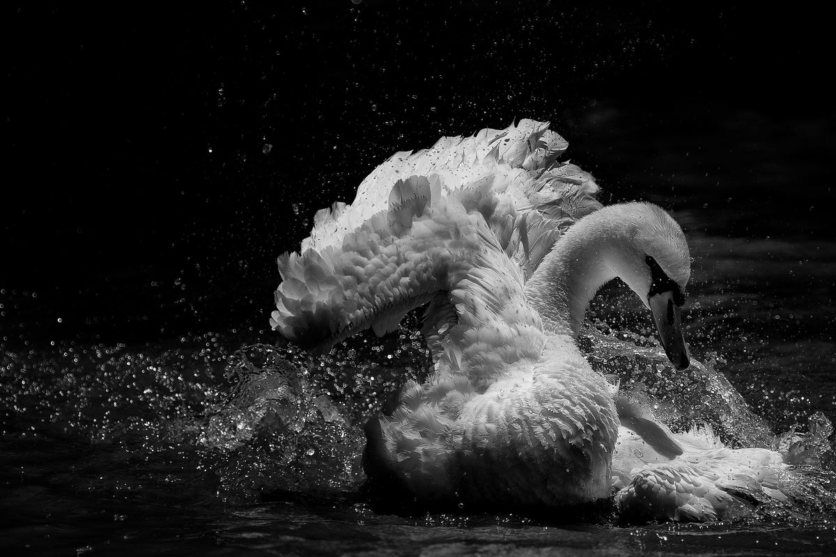 framedcanvas-print-in-motion