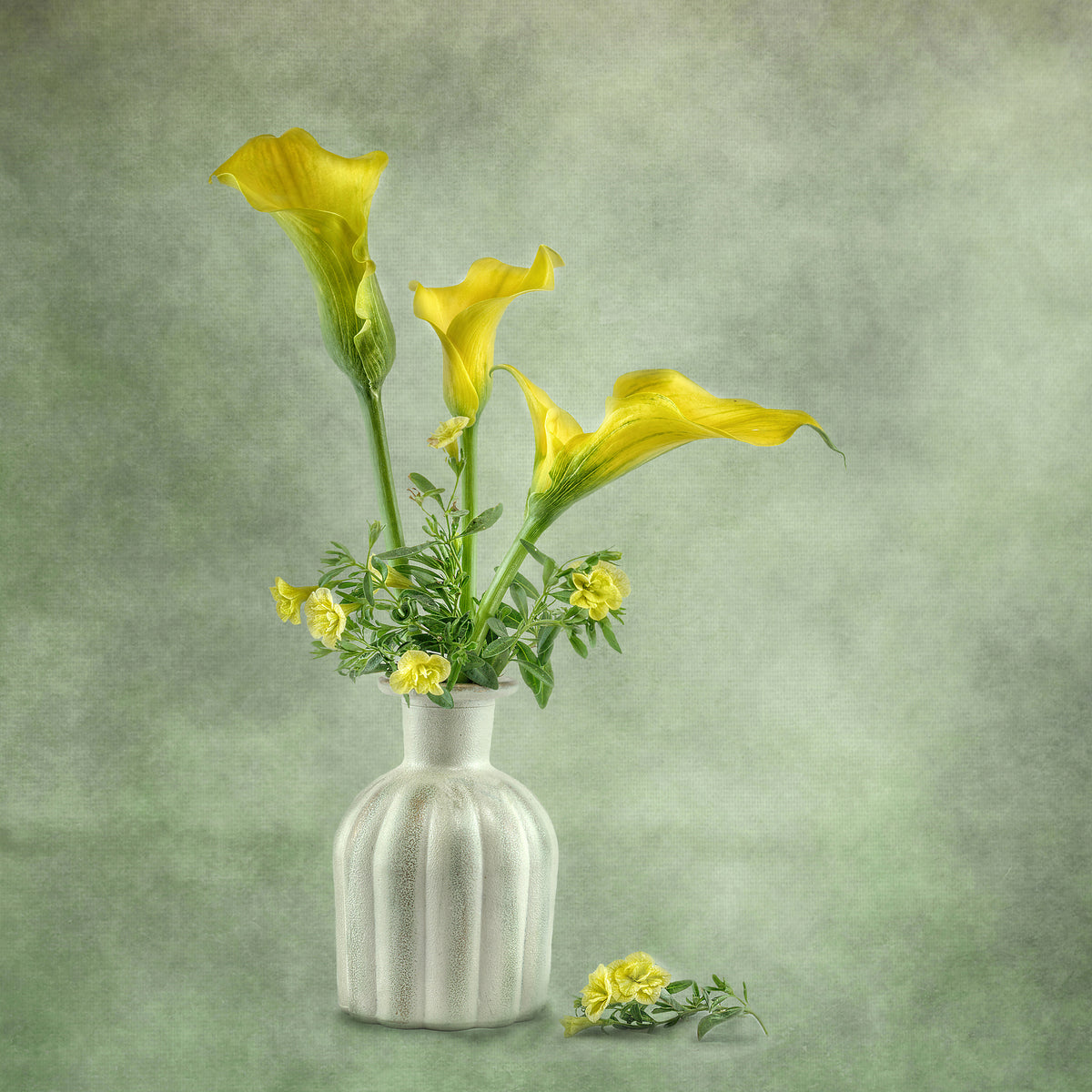 acrylic-print-calia-lillies