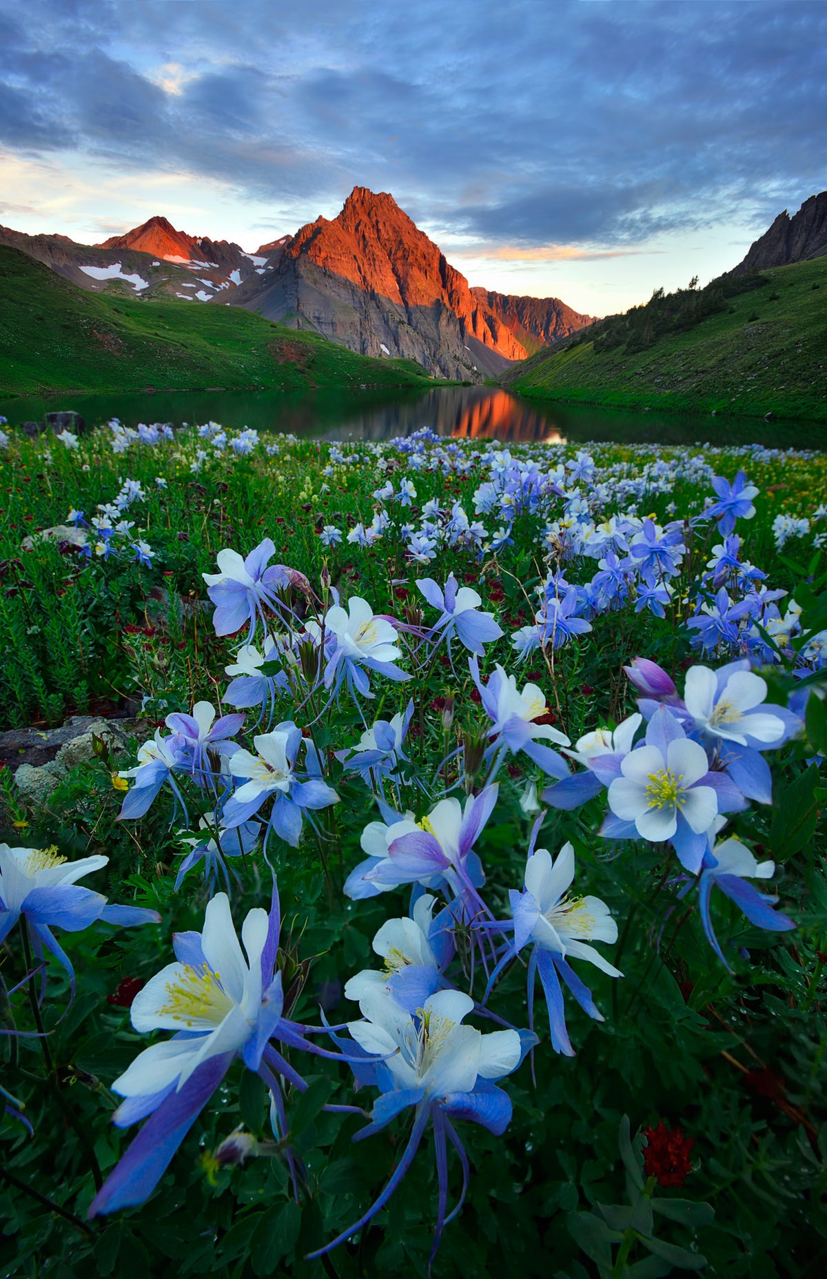 acrylic-print-blue-columbine-paradise