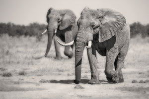 aluminium-print-twin-elephants-x