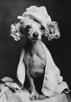 poster-print-spa-day-pooch