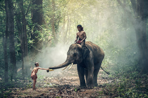 3-piece-aluminium-print-the-elephant-at-work